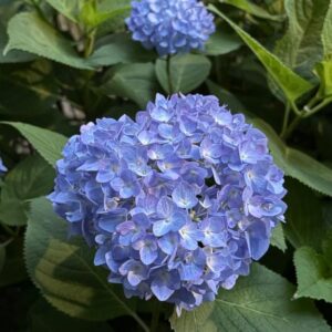 紫陽花