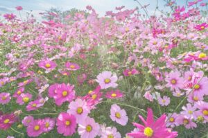 ありがとうございます