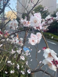 ３月🌸
