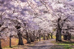歩くと暑いです💦