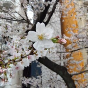 来週のシフト♡